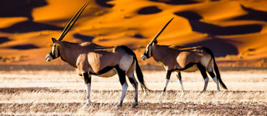 Opter pour la Namibie