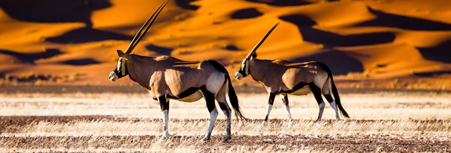 Opter pour la Namibie